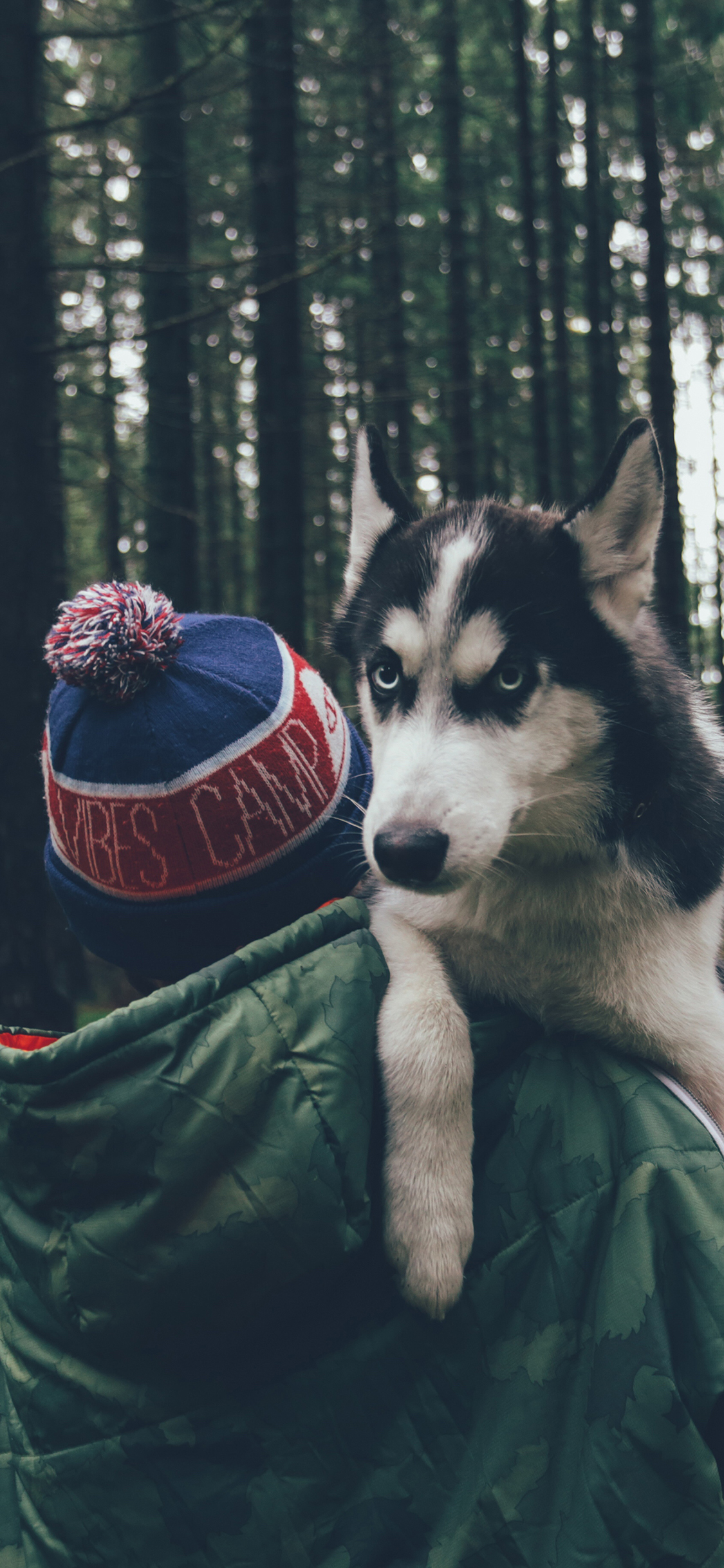 [2436×1125]哈士奇 二哈 森林 狗 犬 汪星人 背影 苹果手机壁纸图片