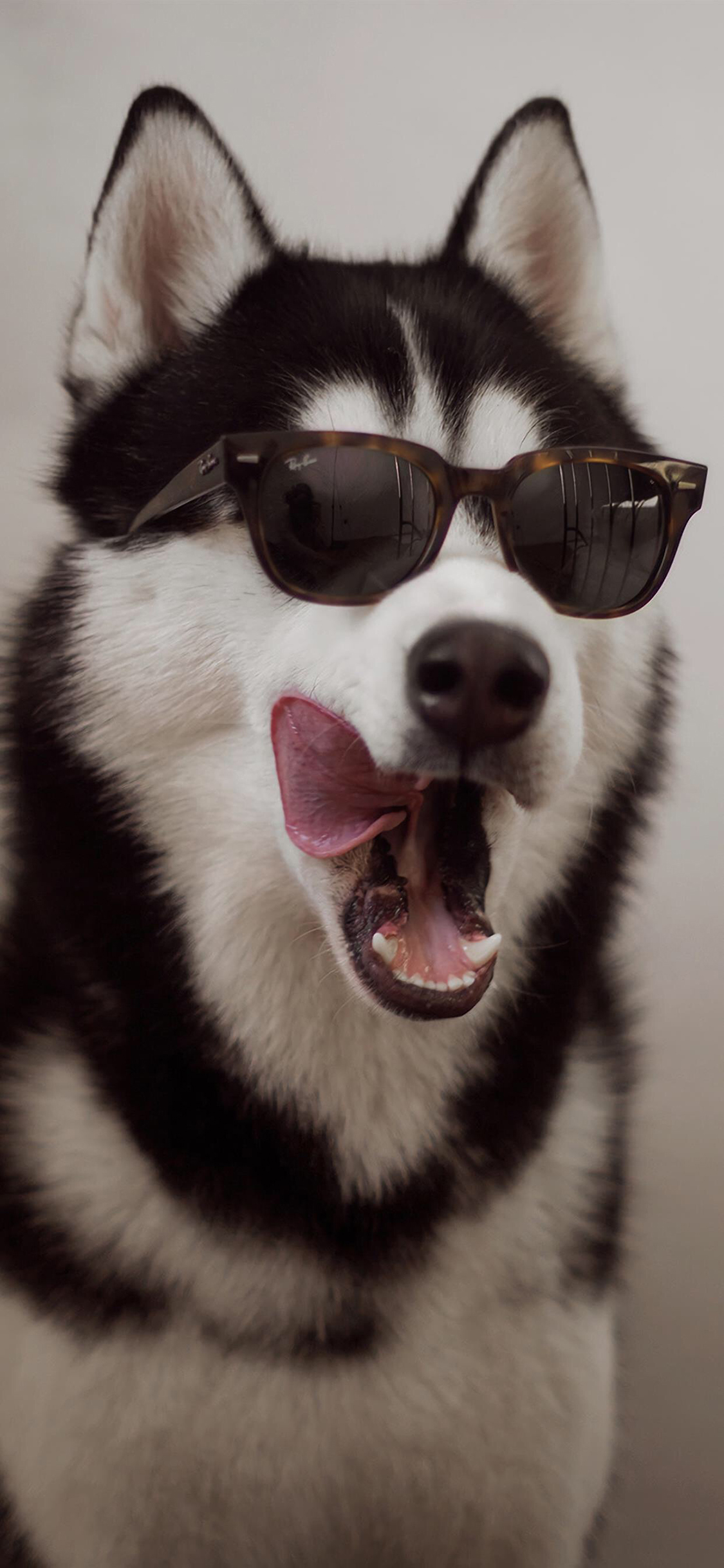 [2436×1125]哈士奇 二哈 犬 汪星人 墨镜 狗 苹果手机壁纸图片