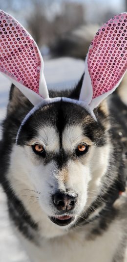 [2436x1125]哈士奇 二哈 狗 兔耳朵 苹果手机壁纸图片