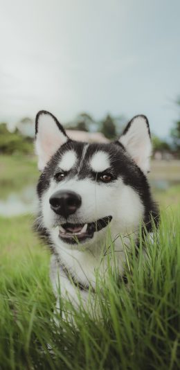 [2436x1125]哈士奇 二哈 狗 宠物 苹果手机壁纸图片