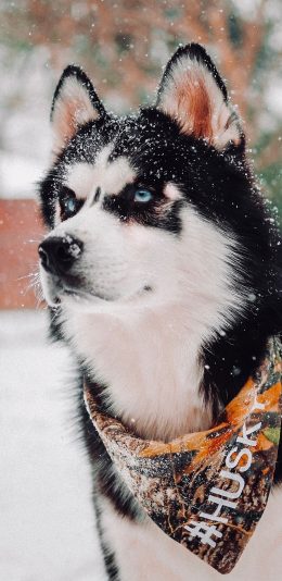 [2436x1125]哈士奇 二哈 狗 犬 下雪 可爱 宠物 萌 苹果手机壁纸图片
