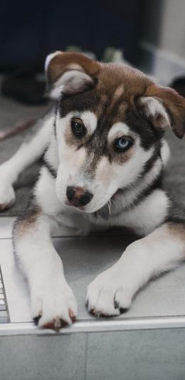 [2436x1125]哈士奇 二哈 狗 犬 汪星人 宠物 苹果手机壁纸图片
