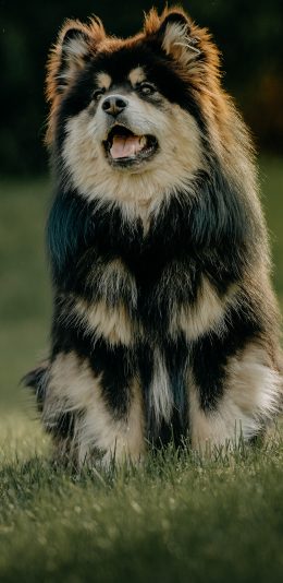 [2436x1125]哈士奇 二哈 草地 宠物 苹果手机壁纸图片