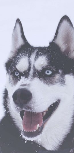 [2436x1125]哈士奇 二哈 雪 狗 汪星人 宠物 可爱 苹果手机壁纸图片