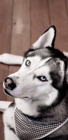 [2436x1125]哈士奇 宠物 二哈 狗 苹果手机壁纸图片