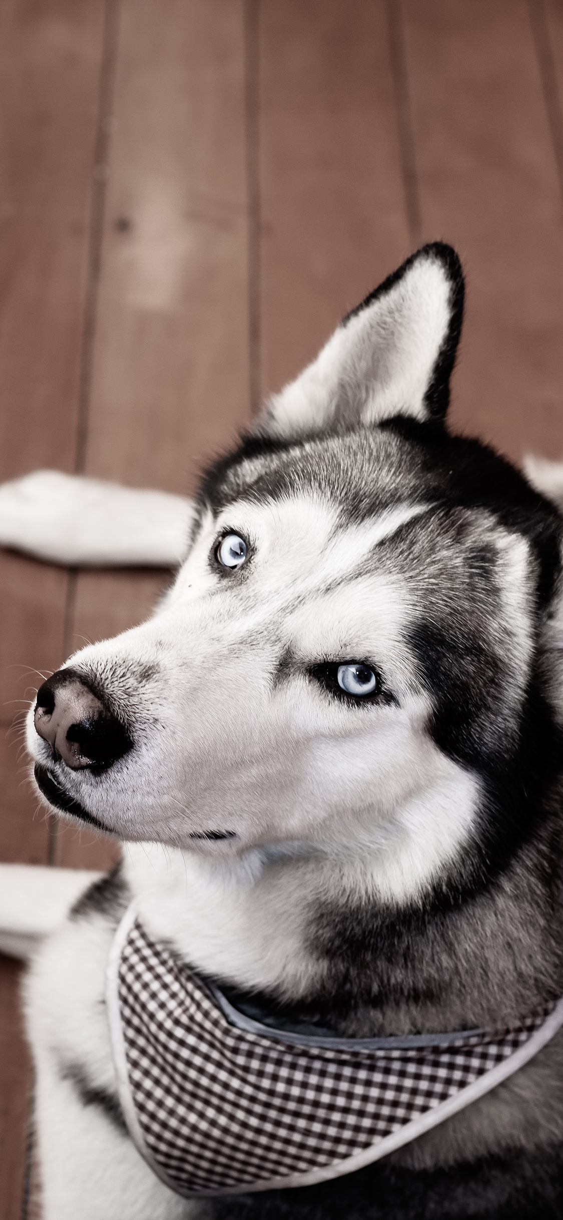 [2436×1125]哈士奇 宠物 二哈 狗 苹果手机壁纸图片