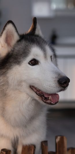 [2436x1125]哈士奇 宠物 可爱 皮毛 狗 苹果手机壁纸图片