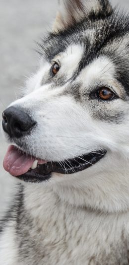 [2436x1125]哈士奇 宠物 狗  二哈 苹果手机壁纸图片