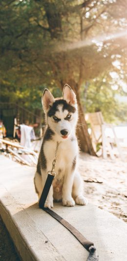 [2436x1125]哈士奇 宠物 狗 犬 汪星人 苹果手机壁纸图片