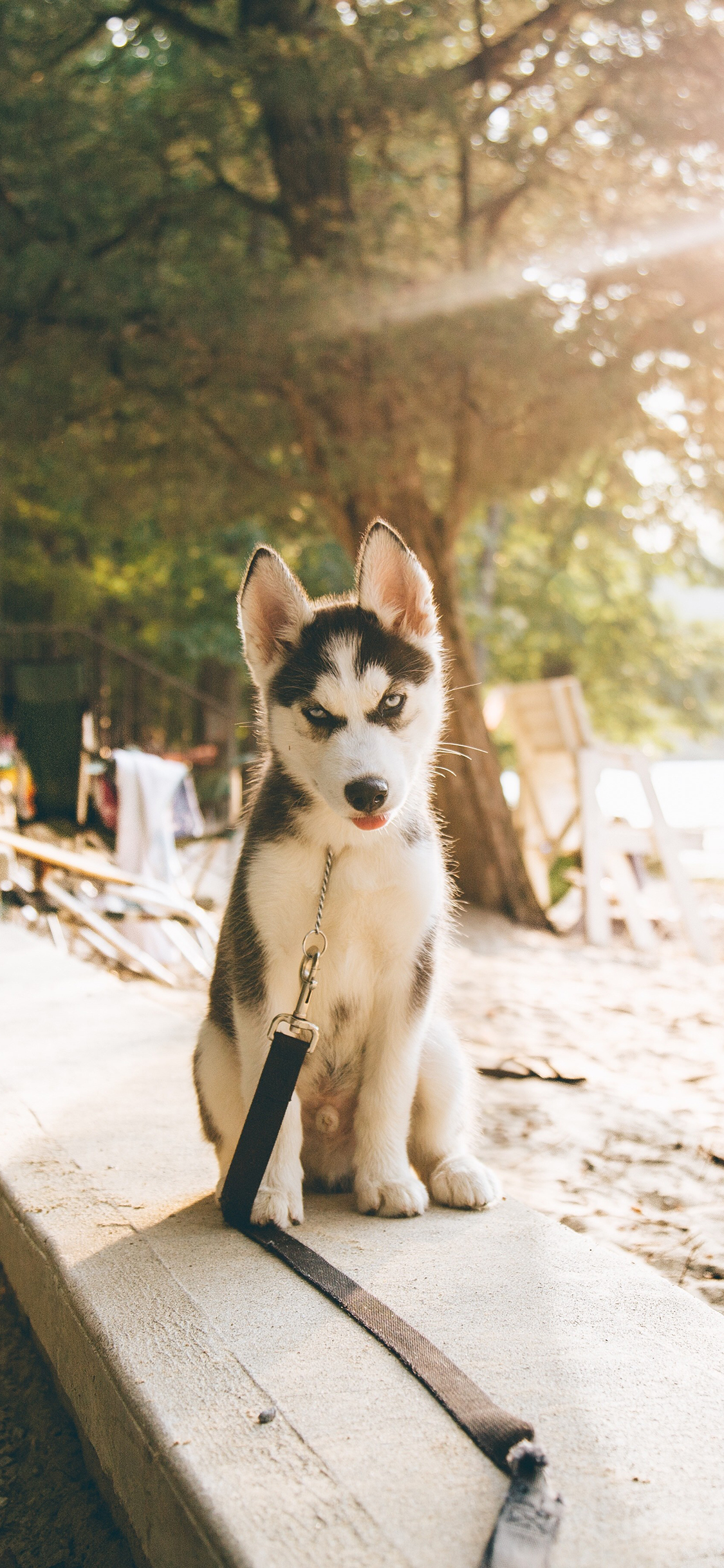 [2436×1125]哈士奇 宠物 狗 犬 汪星人 苹果手机壁纸图片