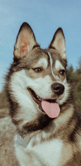 [2436x1125]哈士奇 宠物 皮毛 二哈 苹果手机壁纸图片