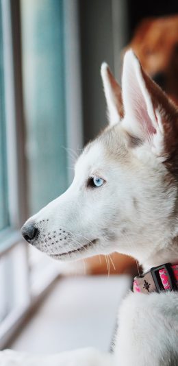 [2436x1125]哈士奇 宠物 皮毛 犬类 狗 苹果手机壁纸图片