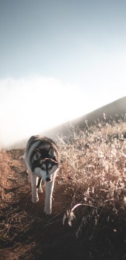 [2436x1125]哈士奇 宠物 遛狗 田野 苹果手机壁纸图片