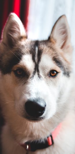 [2436x1125]哈士奇 宠物 项圈 乖巧 苹果手机壁纸图片