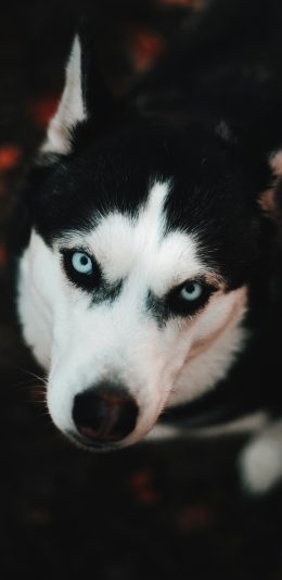 [2436x1125]哈士奇 宠物狗 二哈 犬类 苹果手机壁纸图片