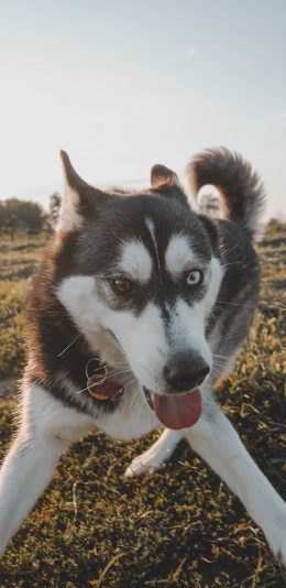 [2436x1125]哈士奇 异瞳 二哈 宠物 苹果手机壁纸图片