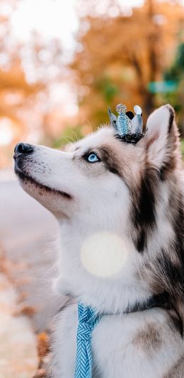 [2436x1125]哈士奇 狗 二哈 可爱 宠物 苹果手机壁纸图片