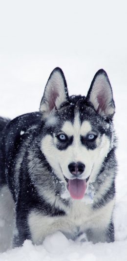 [2436x1125]哈士奇 狗 二哈 雪地 萌宠 汪星人 苹果手机壁纸图片