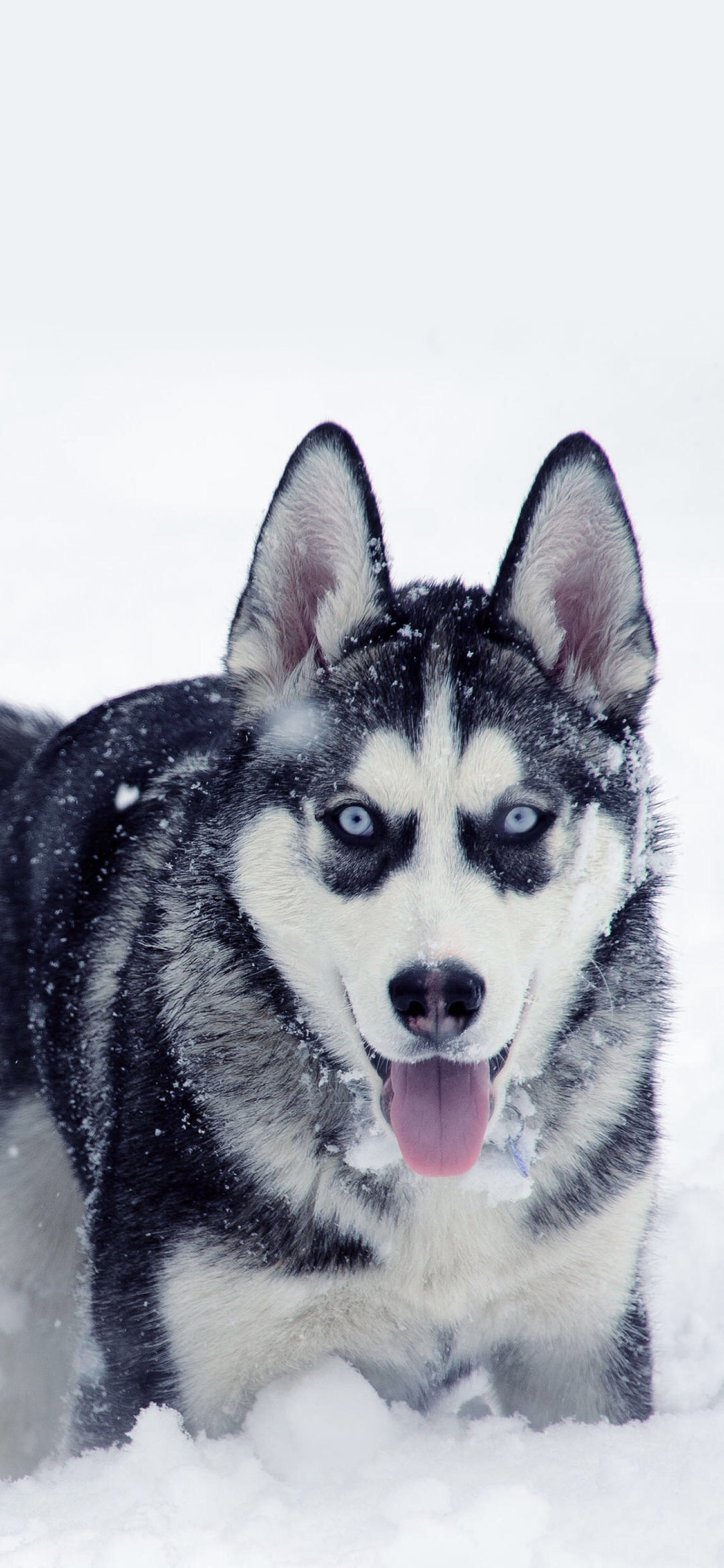 [2436×1125]哈士奇 狗 二哈 雪地 萌宠 汪星人 苹果手机壁纸图片