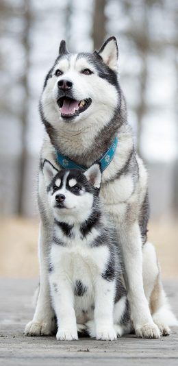 [2436x1125]哈士奇 狗 汪星人 二哈 宠物 苹果手机壁纸图片