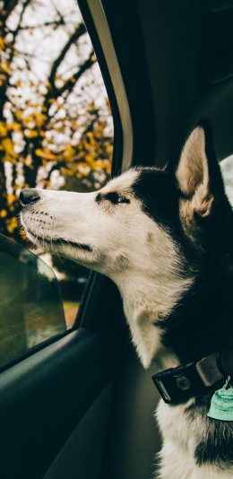[2436x1125]哈士奇 狗 汪星人 汽车 犬 苹果手机壁纸图片