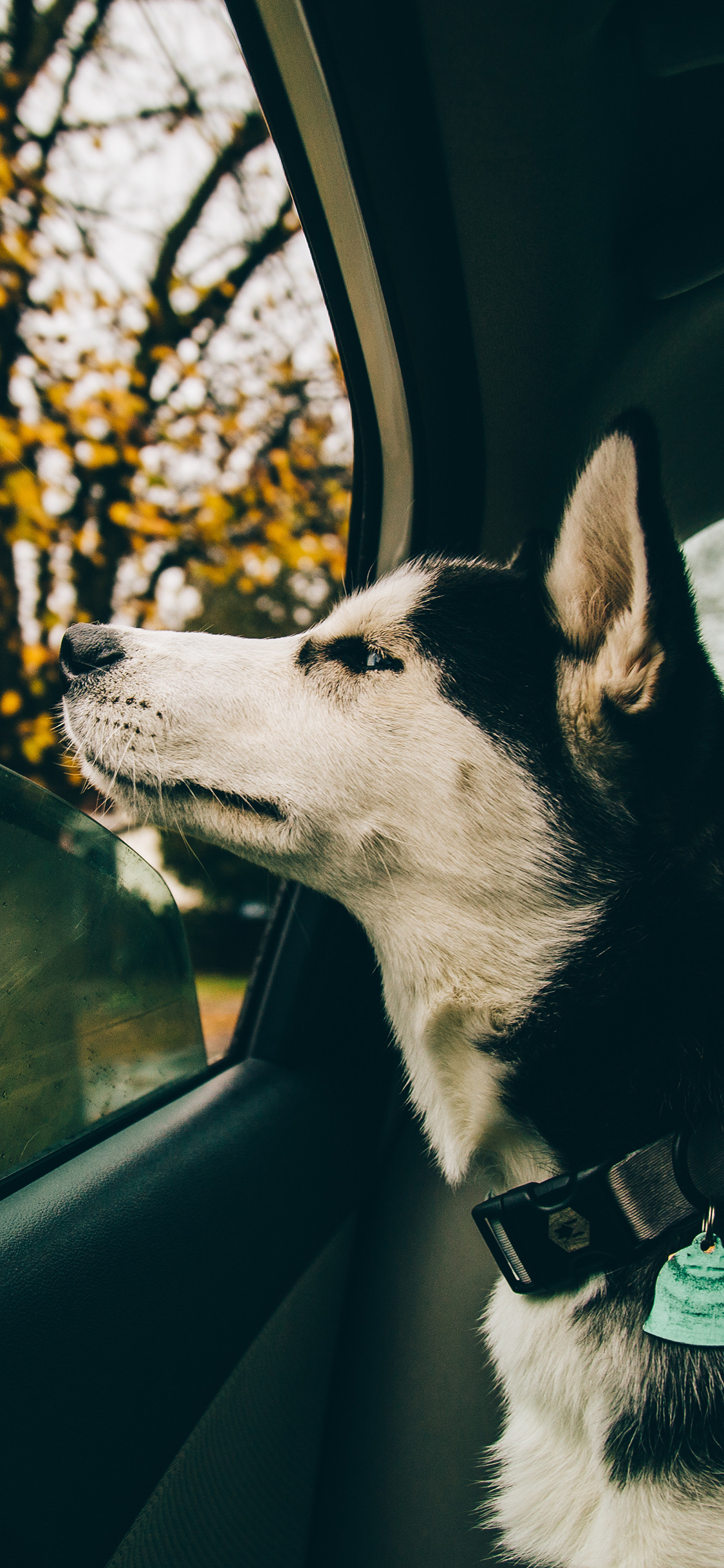 [2436×1125]哈士奇 狗 汪星人 汽车 犬 苹果手机壁纸图片