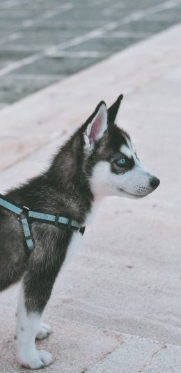 [2436x1125]哈士奇 狗 犬 汪星人 宠物 苹果手机壁纸图片