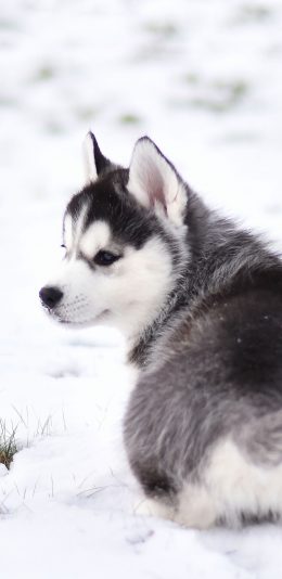 [2436x1125]哈士奇 狗 犬 汪星人 宠物 雪地 苹果手机壁纸图片