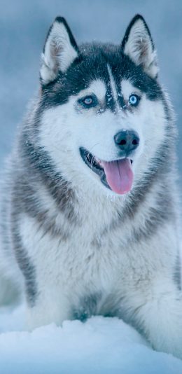 [2436x1125]哈士奇 狗狗 犬类 雪地 异瞳 苹果手机壁纸图片