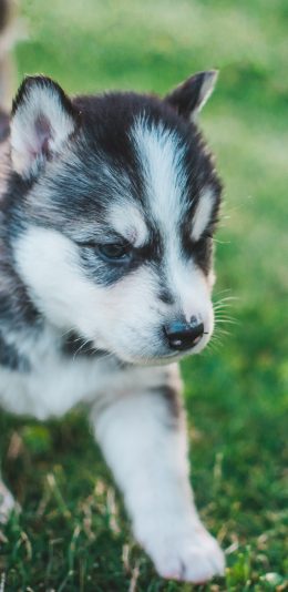 [2436x1125]哈士奇 草地 宠物 幼仔 苹果手机壁纸图片