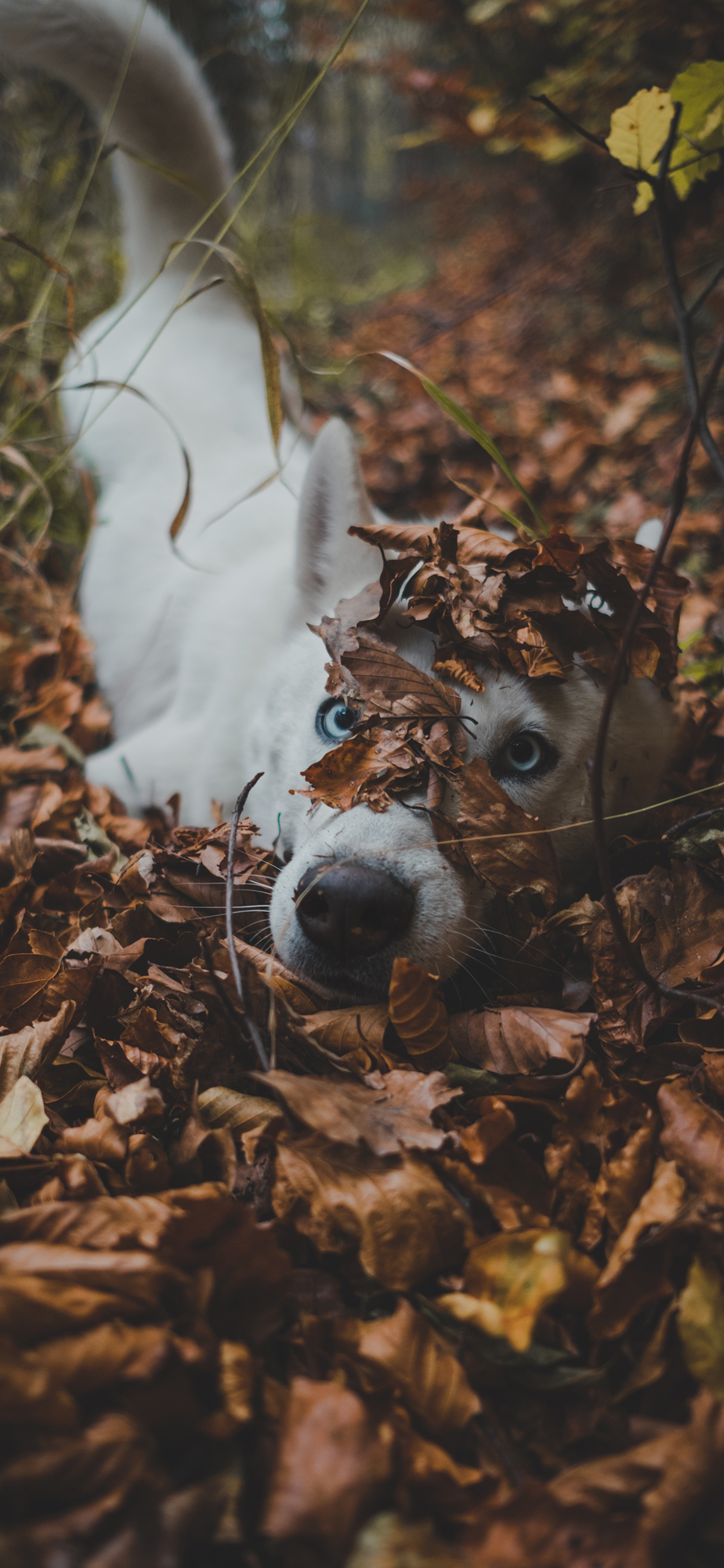 [2436×1125]哈士奇 落叶 玩耍 户外 宠物 苹果手机壁纸图片