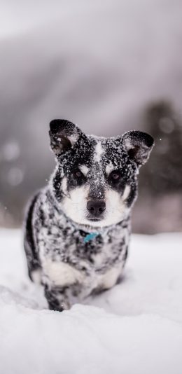 [2436x1125]哈士奇 雪地 雪花 宠物 苹果手机壁纸图片