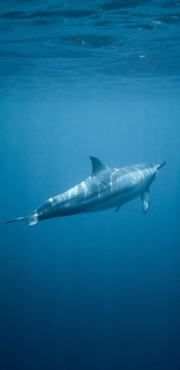 [2436x1125]哺乳动物 海豚 海洋 蔚蓝 苹果手机壁纸图片