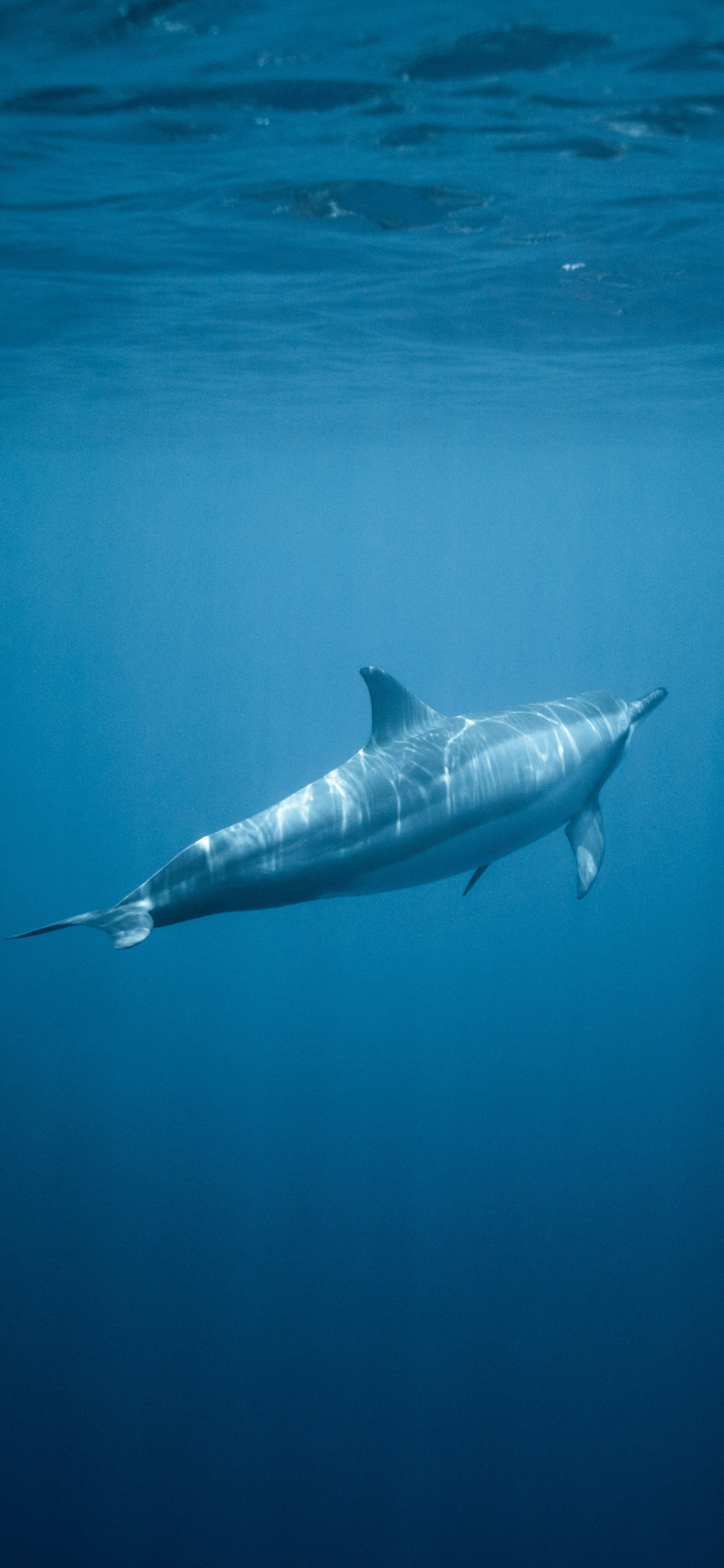 [2436×1125]哺乳动物 海豚 海洋 蔚蓝 苹果手机壁纸图片