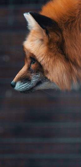 [2436x1125]哺乳动物 狐狸 聪明 苹果手机壁纸图片