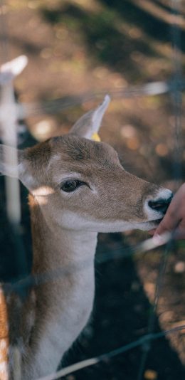 [2436x1125]喂养 小鹿 梅花鹿 铁丝网 苹果手机壁纸图片