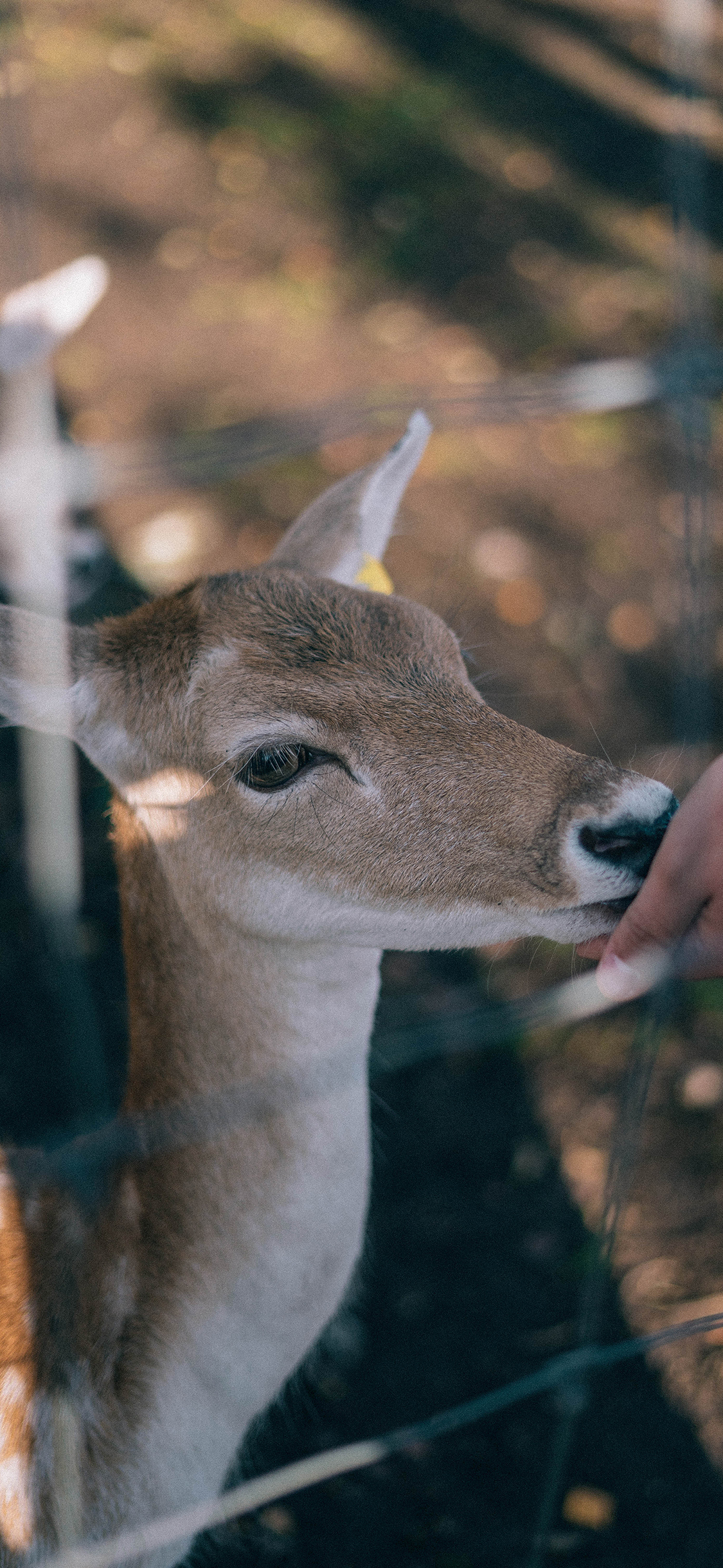 [2436×1125]喂养 小鹿 梅花鹿 铁丝网 苹果手机壁纸图片