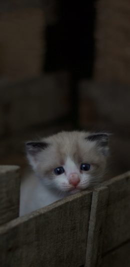 [2436x1125]喵星人 宠物 小奶猫 可怜巴巴 苹果手机壁纸图片
