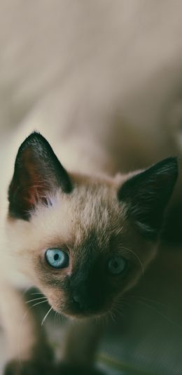 [2436x1125]喵星人 宠物 暹罗猫 蓝眼睛 苹果手机壁纸图片