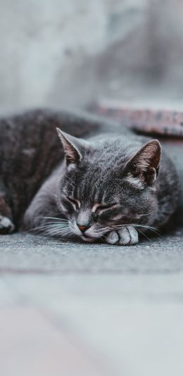 [2436x1125]喵星人 宠物 猫咪 睡觉 苹果手机壁纸图片