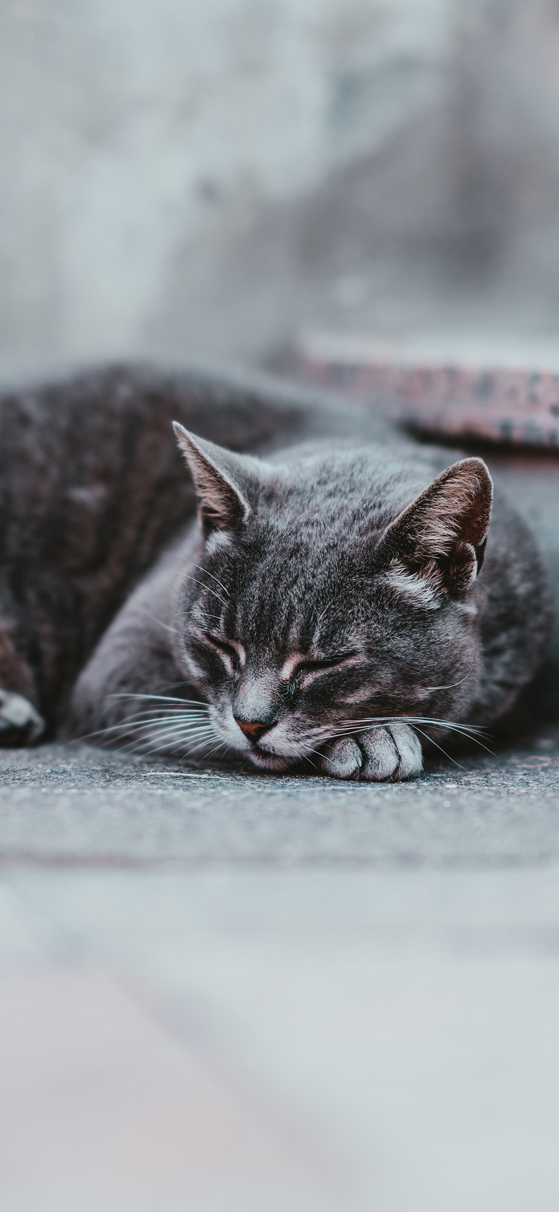 [2436×1125]喵星人 宠物 猫咪 睡觉 苹果手机壁纸图片