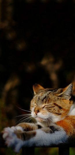 [2436x1125]喵星人 宠物猫 可爱 苹果手机壁纸图片