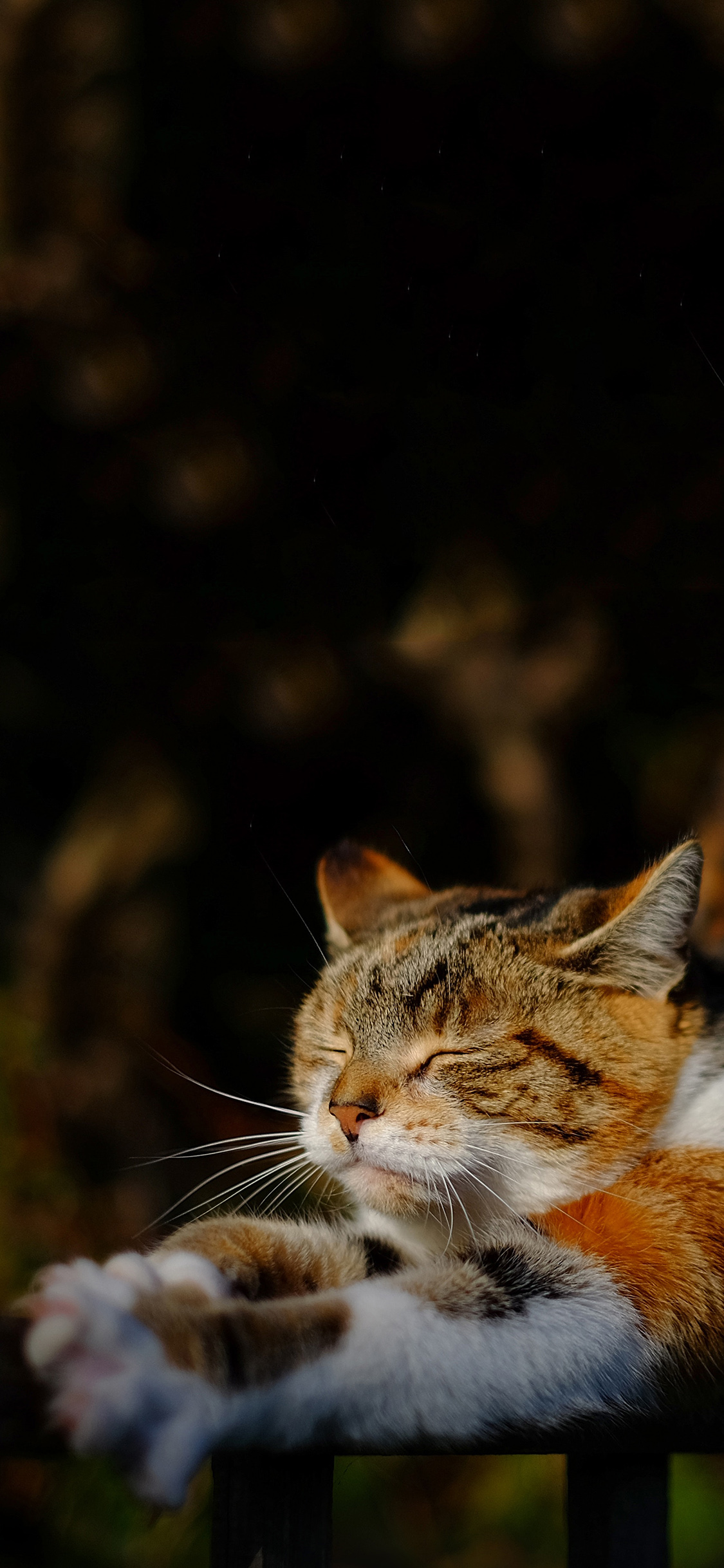 [2436×1125]喵星人 宠物猫 可爱 苹果手机壁纸图片