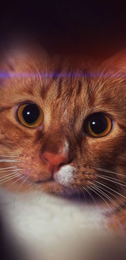 [2436x1125]喵星人 宠物猫 橘猫 大眼珠 苹果手机壁纸图片