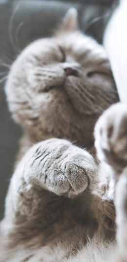 [2436x1125]喵星人 宠物猫 睡觉 苹果手机壁纸图片