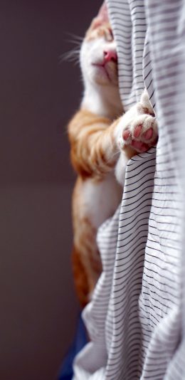 [2436x1125]喵星人 宠物猫 睡觉 可爱 苹果手机壁纸图片