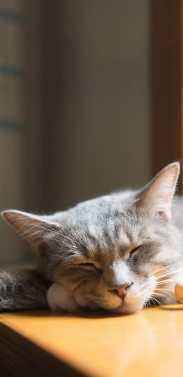 [2436x1125]喵星人 宠物猫 睡觉 慵懒 苹果手机壁纸图片