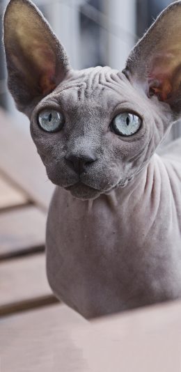 [2436x1125]喵星人 无毛猫 大眼睛 呆萌 苹果手机壁纸图片