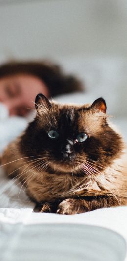 [2436x1125]喵星人 暹罗猫 挖煤猫 猫咪 苹果手机壁纸图片