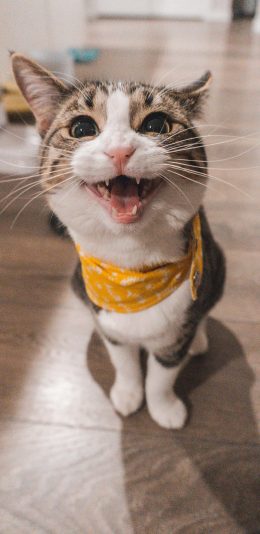 [2436x1125]喵星人 猫咪 宠物 可爱 苹果手机壁纸图片